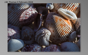 Macro Shells Feb 2024-12.jpg
